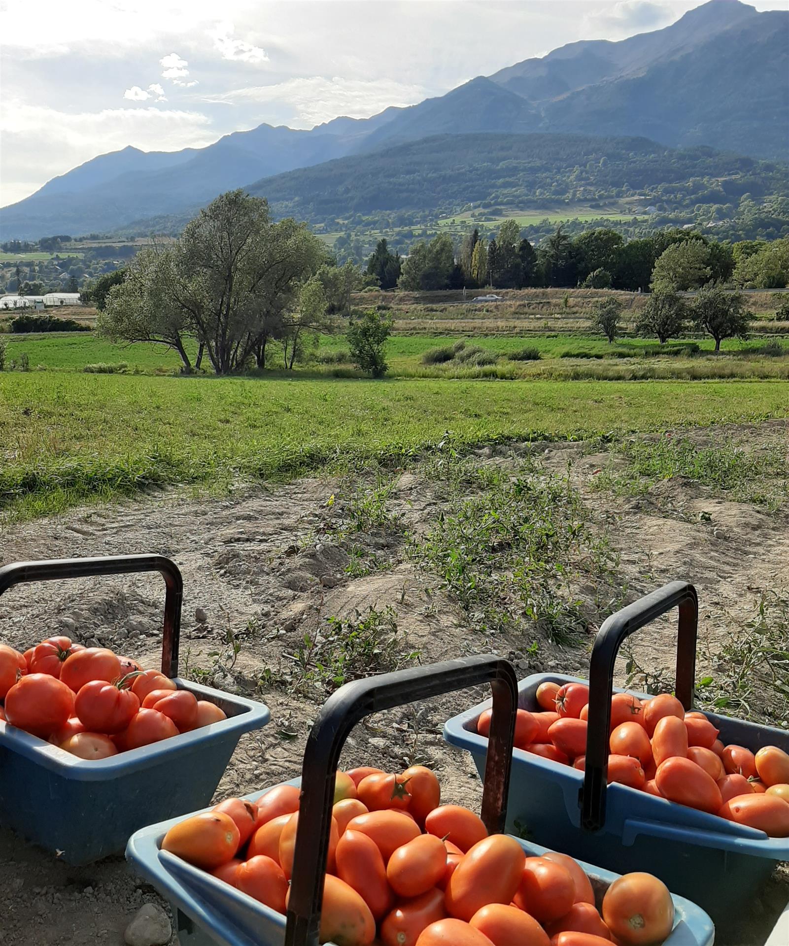 GAEC du Clos de Daris - légumes et produits d'épicerie