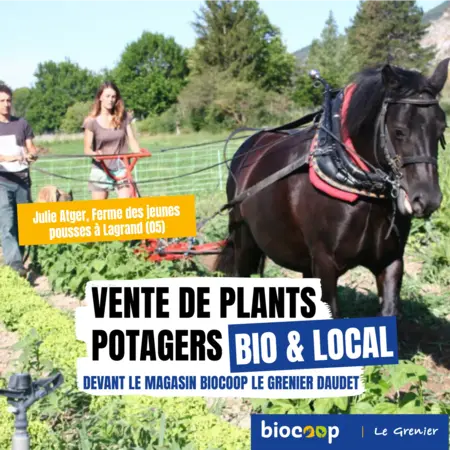 Stand de plants potagers bio & locaux devant le magasin zone Daudet